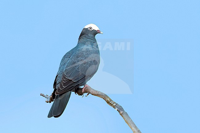 Adult White-crowned Pigeon, Patagioenas leucocephala
New Providence, Bahamas stock-image by Agami/Brian E Small,