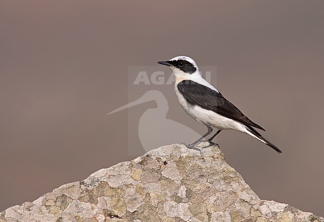 Eastern Black-eared Wheatear perched; Oostelijke Blonde Tapuit zittend stock-image by Agami/Marc Guyt,