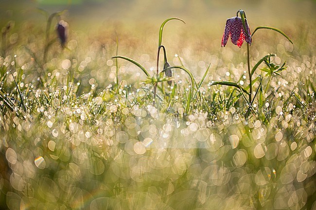 Kievitsbloem, Snake's Head Fritillary, Fritillaria meleagris stock-image by Agami/Wil Leurs,