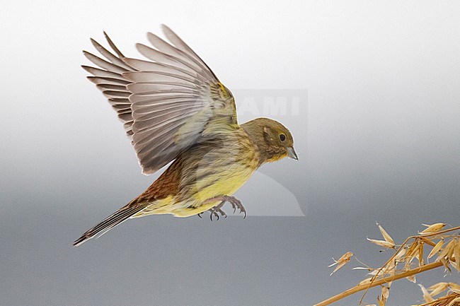 Yellowhammer (Emberiza citrinella) in flight during winter in Finland. Hovering in mid air before a stack of wheat left out for feeding the wintering buntings and finches. stock-image by Agami/Arto Juvonen,