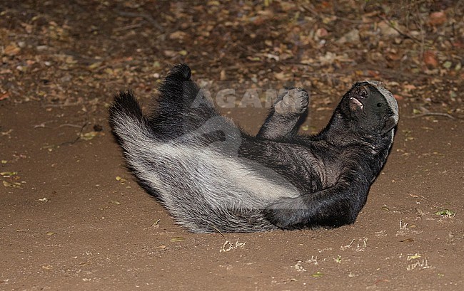 Playful Honey badger (Mellivora capensis) in South Africa. Also known as Ratel. stock-image by Agami/Pete Morris,