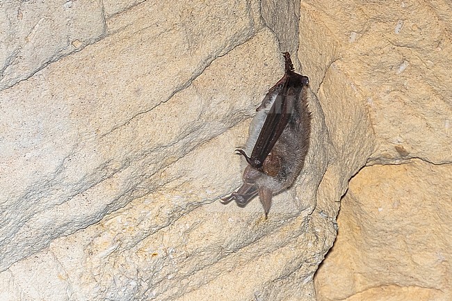 Greater mouse-eared Bat (Myotis myotis) perched on a cave in Mont Saint Pierre, Liège, Belgium. stock-image by Agami/Vincent Legrand,
