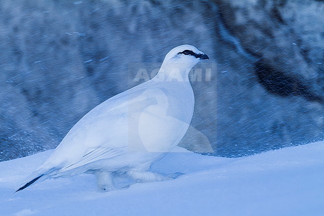 Adult male Rock Ptarmigan (Lagopus muta helvetica in winter plumage in Germany. Walking through snow. stock-image by Agami/Ralph Martin,