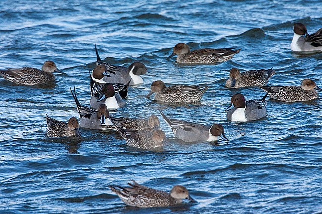 Wintering flock Northern Pintails (Anas acuta) swimming off the coast of Hokkaido in Japan. stock-image by Agami/Marc Guyt,