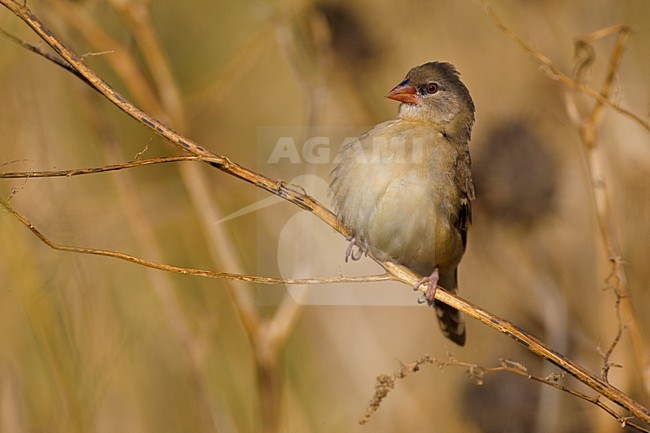 Tijgervink in winterkleed; Red Avadavat in winter plumage stock-image by Agami/Daniele Occhiato,