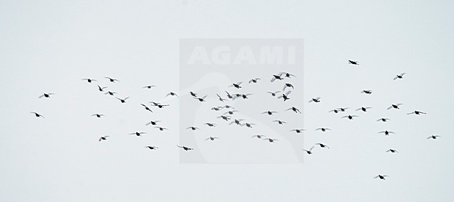 Korhoenders in de vlucht; Black Grouse in flight stock-image by Agami/Markus Varesvuo,