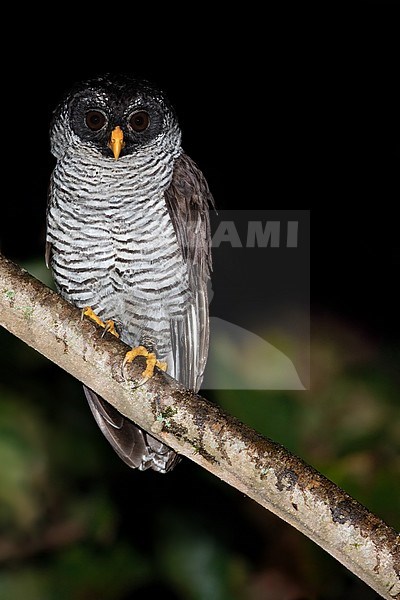 Black-and-white Owl (Strix nigrolineata) perched on a branch in a dark rainforest in Guatemala. stock-image by Agami/Dubi Shapiro,