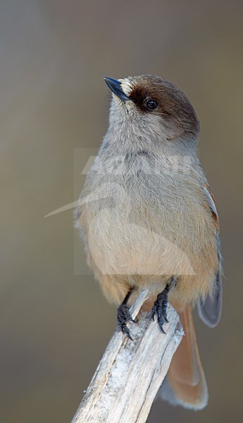 Taigagaai op een tak, Siberian Jay on a branch stock-image by Agami/Markus Varesvuo,