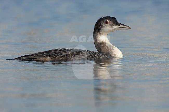 Juveniele IJsduiker; Juvenile Great Northern Loon stock-image by Agami/Karel Mauer,