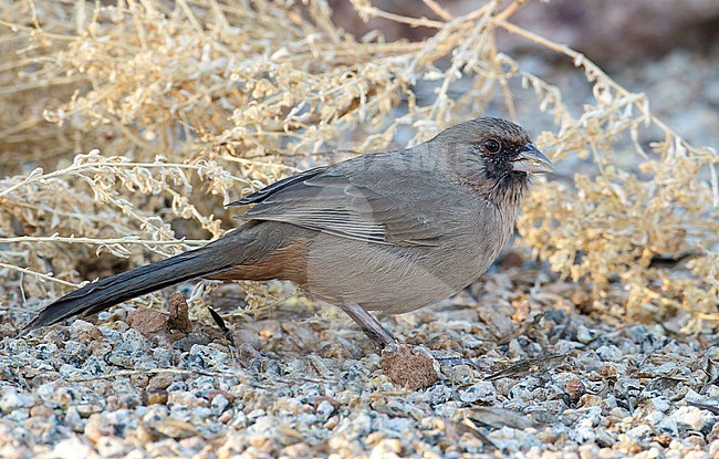 Adult female
Maricopa Co., AZ
October 2012 stock-image by Agami/Brian E Small,