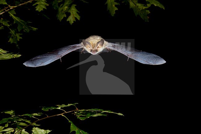 Gewone grootoorvleermuis vliegend, Brown long-eared bat flying stock-image by Agami/Theo Douma,