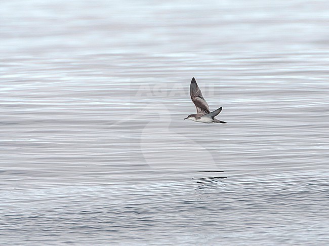 Buller's shearwater (Ardenna bulleri) off the coast of California, USA. Also known as the grey-backed shearwater or New Zealand shearwater. stock-image by Agami/Marc Guyt,