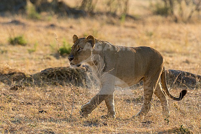 Portrait of a sub-adult male lion, Panthera leo, walking. Savute Marsh, Chobe National Park, Botswana. stock-image by Agami/Sergio Pitamitz,