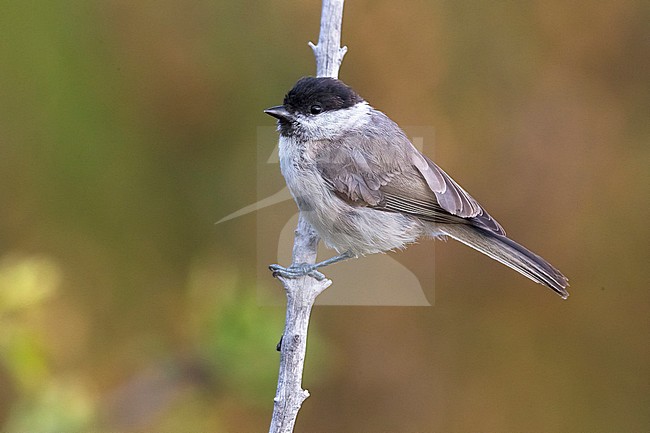 Willow Tit; Poecile montanus stock-image by Agami/Daniele Occhiato,