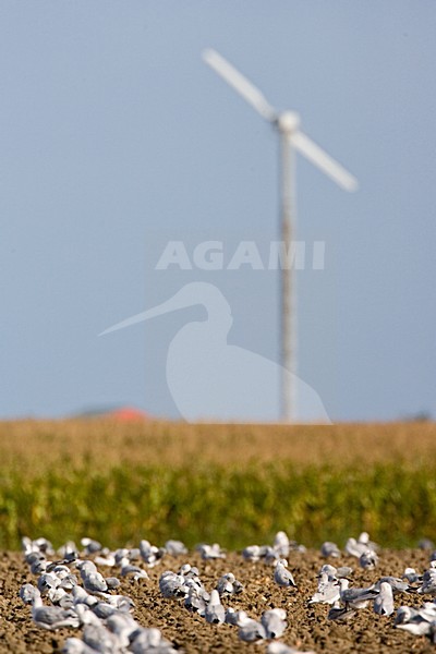 Kokmeeuwen foeragerend op akker; Common Black-headed Gulls foraging on farmland stock-image by Agami/Marc Guyt,