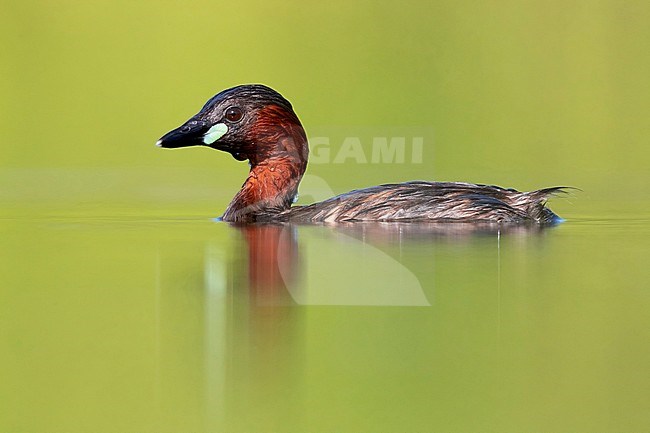 Little Grebe (Tachybaptus ruficollis), side view of an adult in the water, Campania, Italy stock-image by Agami/Saverio Gatto,