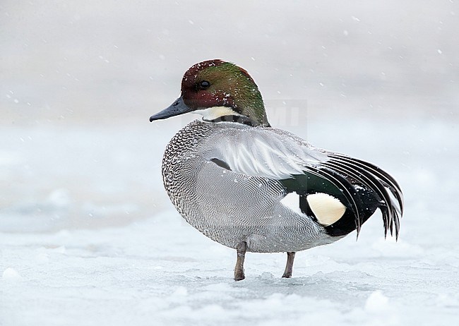 Wintering male Falcated Duck (Mareca falcata) standing on a frozen lake in Japan. stock-image by Agami/Arie Ouwerkerk,
