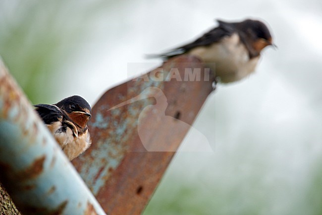 Boerenzwaluw zittend; Barn Swallow perched stock-image by Agami/Wim Wilmers,