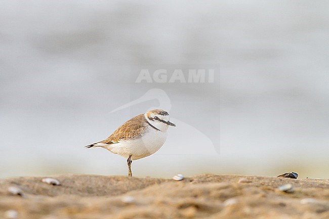 Strandplevier, Kentish Plover, Charadrius alexandrinus adult male on sand beach on north sea coast stock-image by Agami/Menno van Duijn,