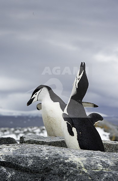 Chinstrap Penguin, Keelbandpinguin, Pygoscelis antarcticus stock-image by Agami/Jari Peltomäki,