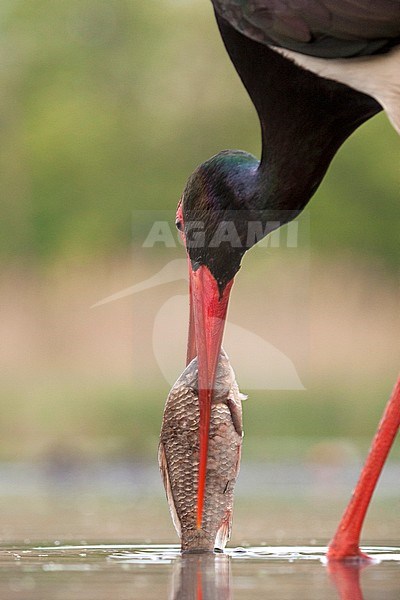 Zwarte Ooievaar volwassen vangt vis; Black Stork adult catching fish stock-image by Agami/Marc Guyt,