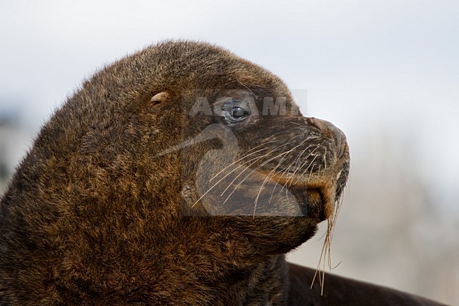 Manenrob, South-American sea lion stock-image by Agami/Menno van Duijn,