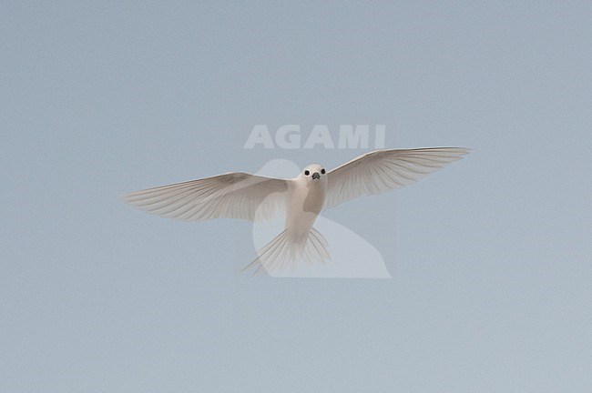 Portrait of a common white or fairy tern, Gygis alba, in flight. Denis Island, The Republic of the Seychelles. stock-image by Agami/Sergio Pitamitz,