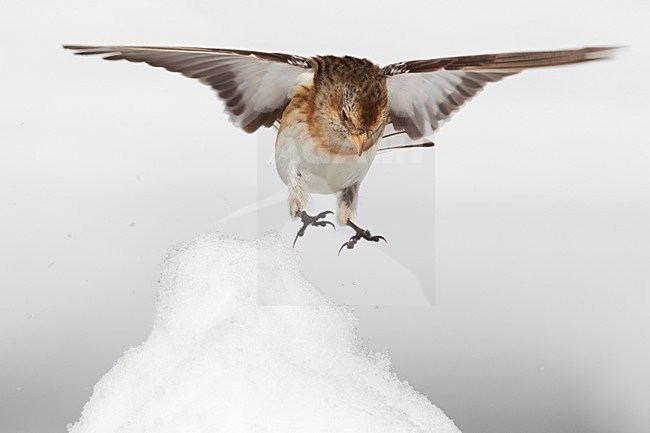 Zigolo delle nevi; Snow Bunting; Plectrophenax nivalis stock-image by Agami/Daniele Occhiato,