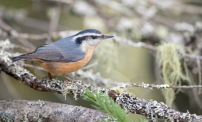 Autumn female (type) Red-breasted Nuthatch, Sitta canadensis, in North America. stock-image by Agami/Ian Davies,