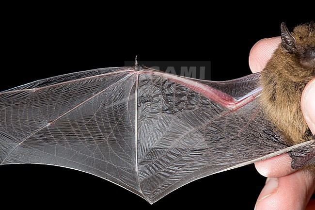 Vleugel van de Gewone Dwergvleermuis, Wing of Common Pipistrelle stock-image by Agami/Theo Douma,