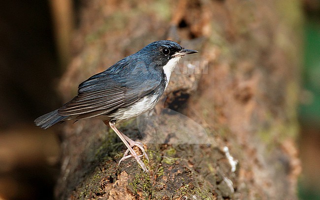 Siberian Blue Robin, Larvivora cyane cyane, breeding male at Kraeng Krachan, Thailand stock-image by Agami/Helge Sorensen,