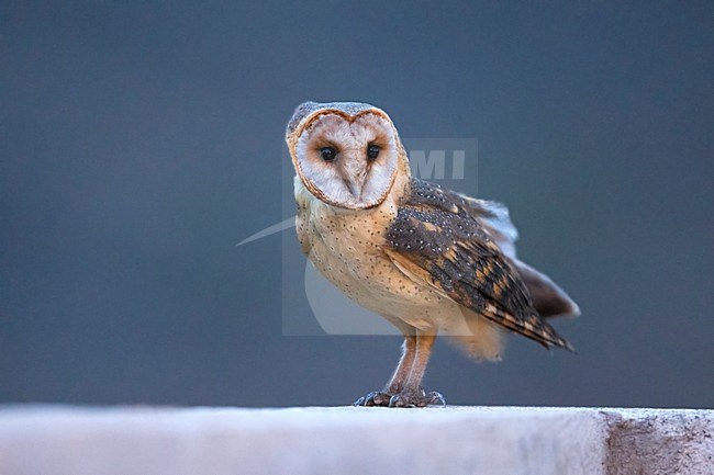 Kaapverdische Kerkuil; Cape Verde Barn Owl stock-image by Agami/Daniele Occhiato,