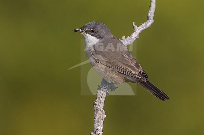 Western Orphean Warbler; Sylvia hortensis stock-image by Agami/Daniele Occhiato,