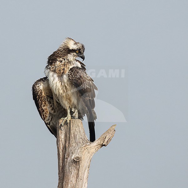 Visarend op oude boomstronk stock-image by Agami/Han Bouwmeester,