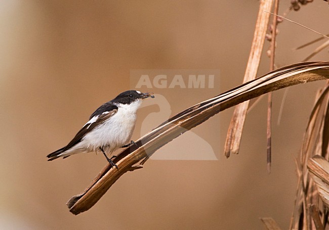 Balkanvliegenvanger mannetje zittend op palmtak; Semi-collared Flycatcher male perched on palmbranch stock-image by Agami/Marc Guyt,