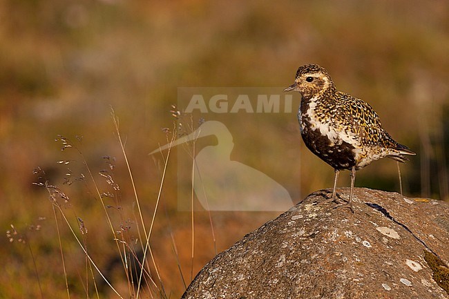 Eurasian Golden Plover, Goudplevier,  apricaria ssp. altrifrons, Iceland, adult male stock-image by Agami/Ralph Martin,