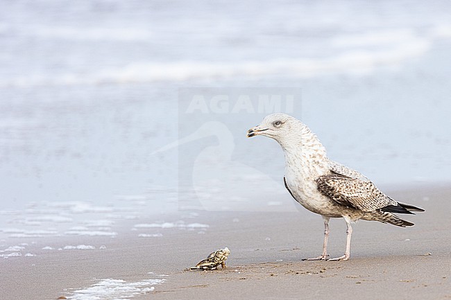  stock-image by Agami/Menno van Duijn,