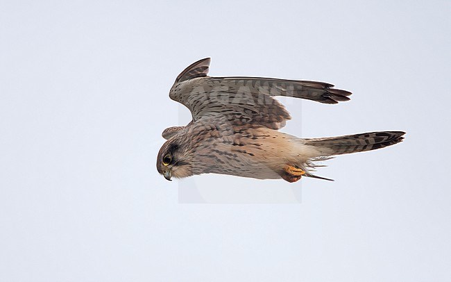 Female Eurasian Kestrel (Falco tinnunculus) in flight. Hovering in mid-air, looking for prey in Nordsjælland, Denmark stock-image by Agami/Helge Sorensen,
