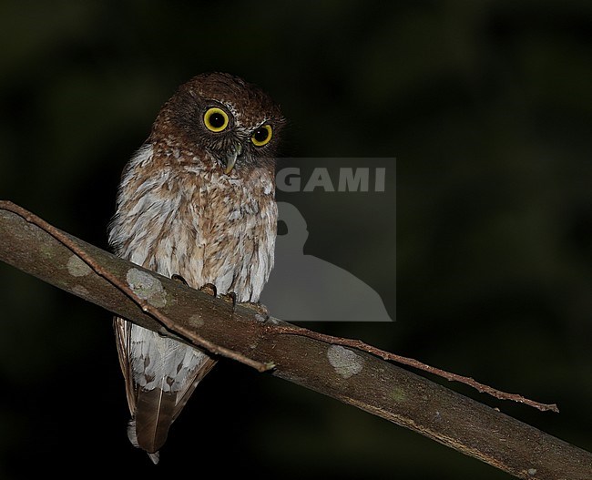 Togian Boobook (Ninox burhani) at night perched in a tree stock-image by Agami/James Eaton,