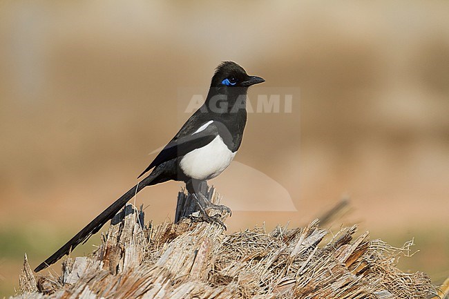 Maghrebekster, Maghreb Magpie, Pica mauretanica, Morocco, adult stock-image by Agami/Ralph Martin,