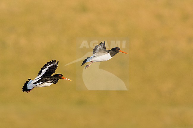 Scholeksters in de vlucht, Eurasian Oystercatchers in flight stock-image by Agami/Hans Germeraad,