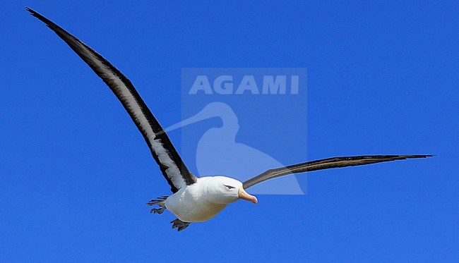 Flying Black-browed Albatross near Saunders Island, Falkland Islands. stock-image by Agami/Jacques van der Neut,
