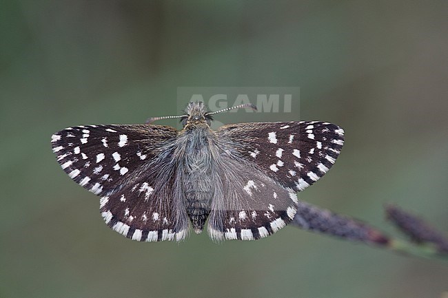 Female Grizzled Skippe stock-image by Agami/Wil Leurs,
