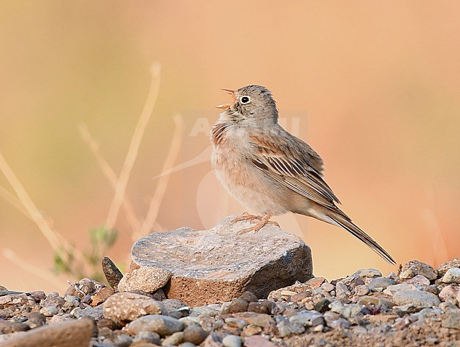 The Grey-necked Bunting at Charyn Canyon, one of the most beautiful natural sites of Central Asia. stock-image by Agami/Eduard Sangster,