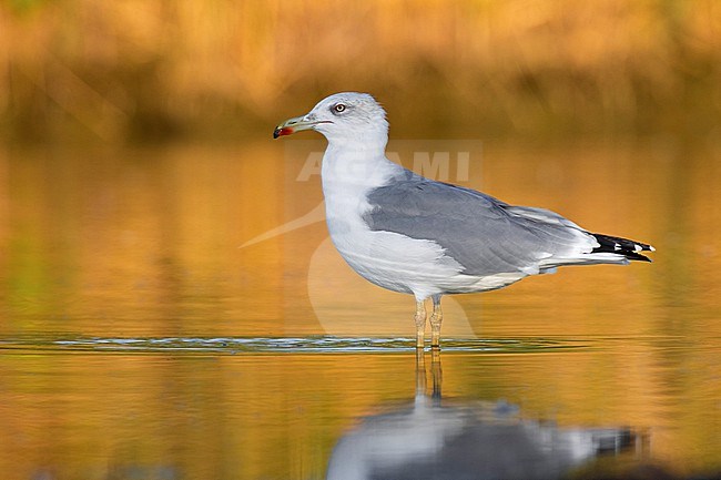 Adult Yellow-legged Gull (Larus michahellis) in Italy. stock-image by Agami/Daniele Occhiato,