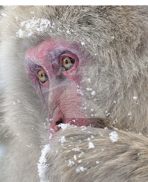The Japanese Macaque (Macaca fuscata), also known as the snow monkey, is a monkey species that is native to Japan. They are referred to as 