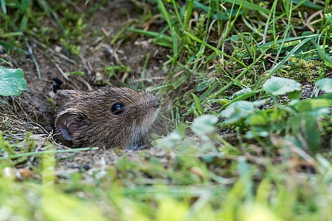 Veldmuis; Common Vole stock-image by Agami/Hans Germeraad,