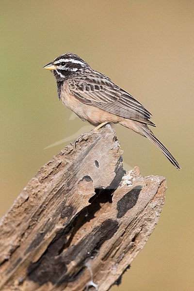 Cinnamon-breasted Bunting ( Emberiza tahapisi), adult male perched on an old trunk stock-image by Agami/Saverio Gatto,