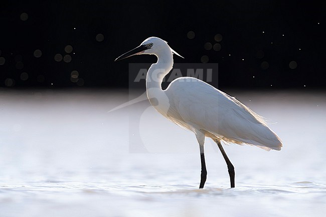 Little Egret (Egretta garzetta) in Italy stock-image by Agami/Daniele Occhiato,