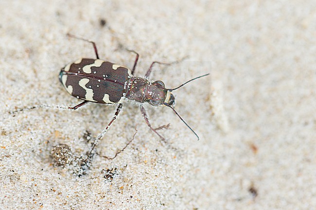 Cicindela maritima - Küsten-Sandlaufkäfer, Germany (Hamburg), imago stock-image by Agami/Ralph Martin,